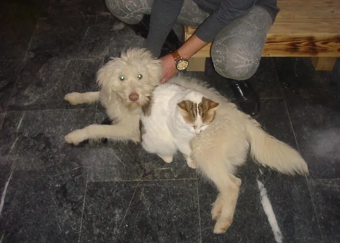 מלון דירות To Kyma